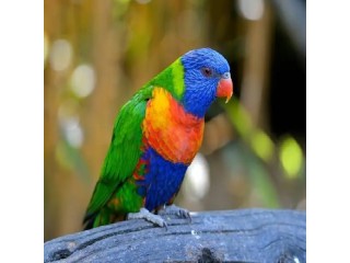 Rainbow Birb Parrot