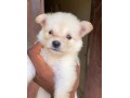 american-eskimo-small-2