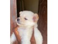 american-eskimo-small-0