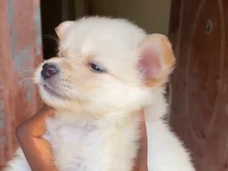 american-eskimo