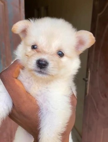 american-eskimo-big-2