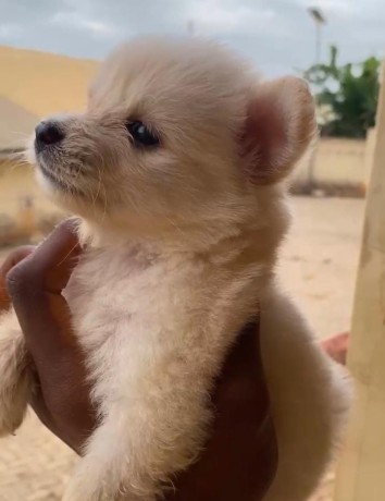 american-eskimo-big-1