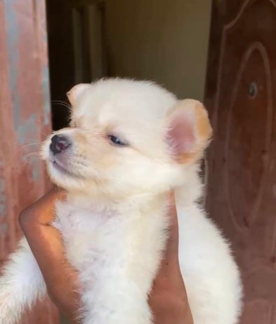 american-eskimo-big-0