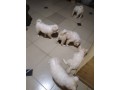 well-vaccinated-eskimo-small-2