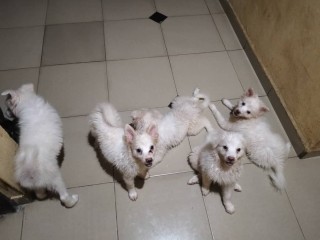 well-vaccinated-eskimo