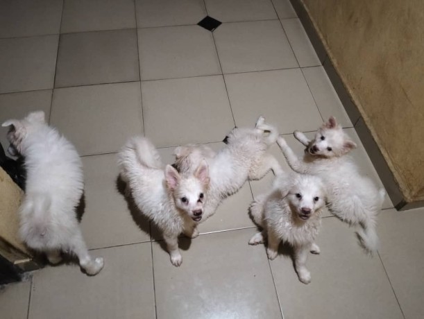 well-vaccinated-eskimo-big-0