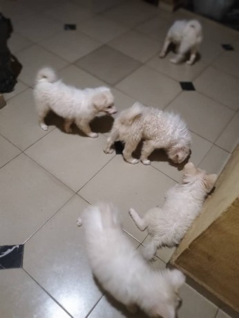 well-vaccinated-eskimo-big-2