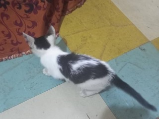 1-3-months-female-purebred-american-shorthair