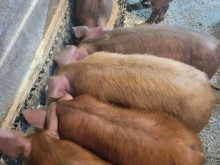 hybrid-pigs